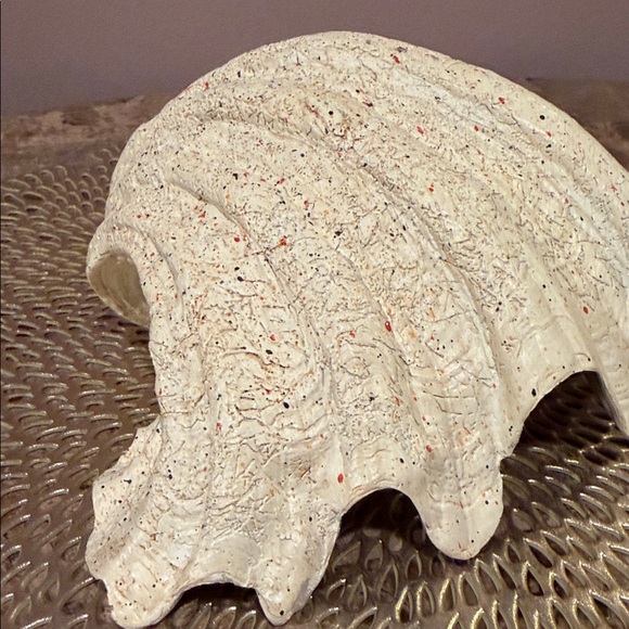 Decorative Shell Dish - Picture 6 of 12